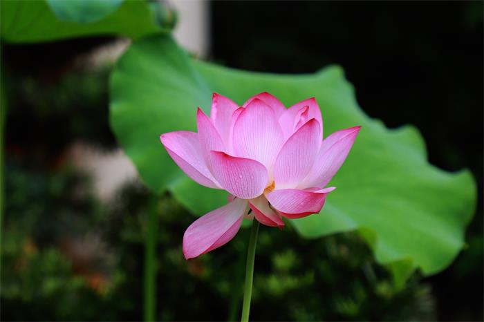 1736319361212295.jpg IMG_3927_副本.jpg